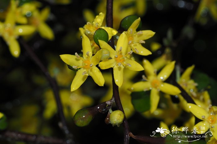 榅桲叶秋叶果Corokia cotoneaster