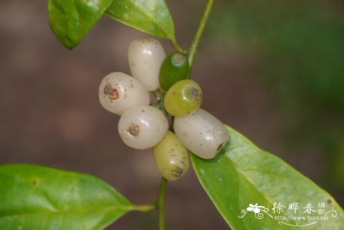 粗丝木 Gomphandra tetrandra