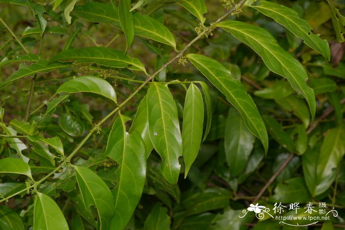 柳叶五层龙 Salacia cochinchinensis