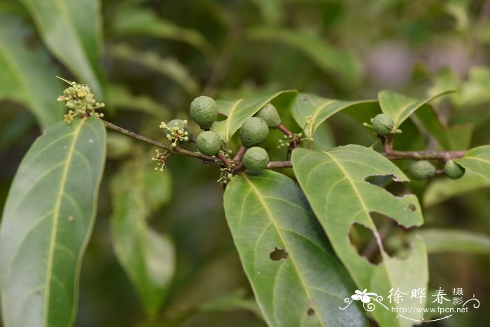 柳叶五层龙 Salacia cochinchinensis