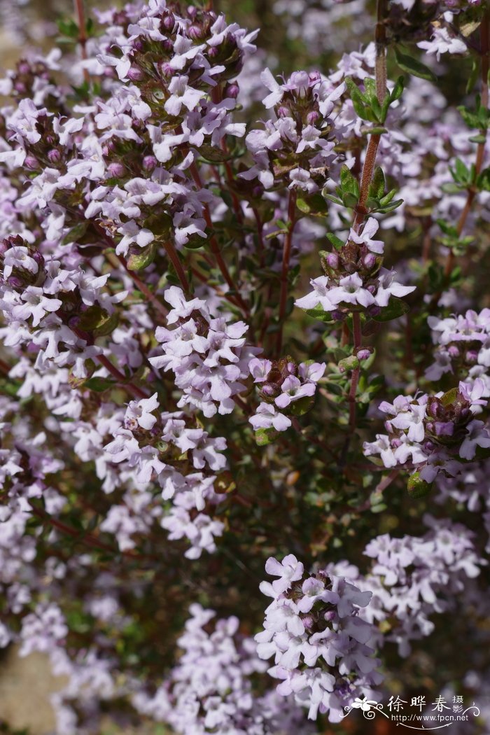 奥诺比安百里香Thymus oenipontanus