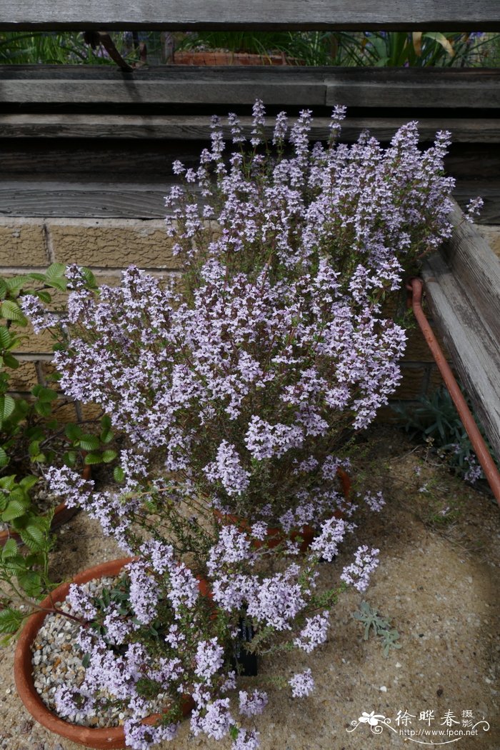 奥诺比安百里香Thymus oenipontanus