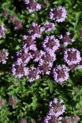 罗芙百里香Thymus doerfleri