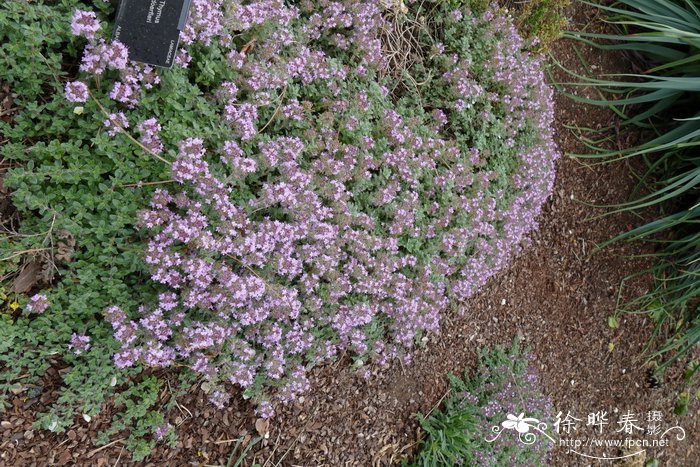 罗芙百里香Thymus doerfleri