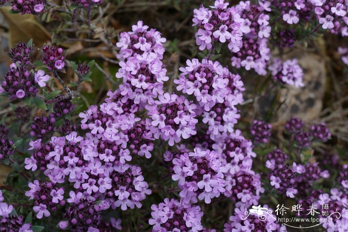 白毛百里香Thymus leucotrichus