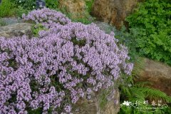 异株百里香Thymus marschallianus