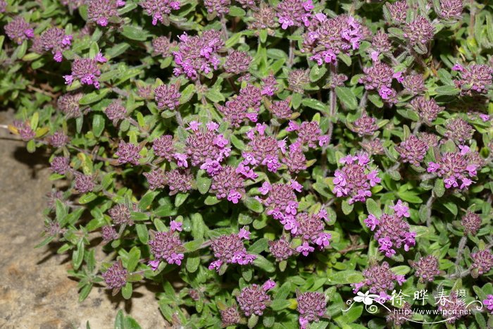 匈牙利百里香Thymus pannonicus