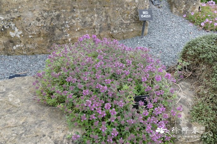 匈牙利百里香Thymus pannonicus