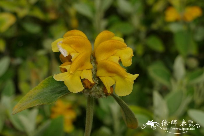 黄叶糙苏Phlomis chrysophylla