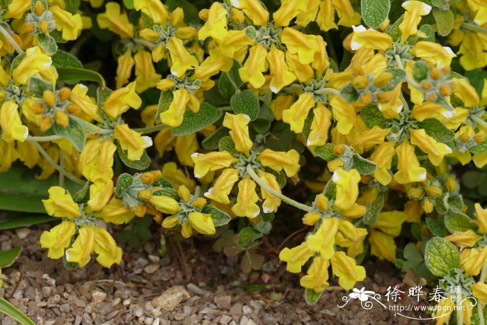 绵毛糙苏Phlomis lanata