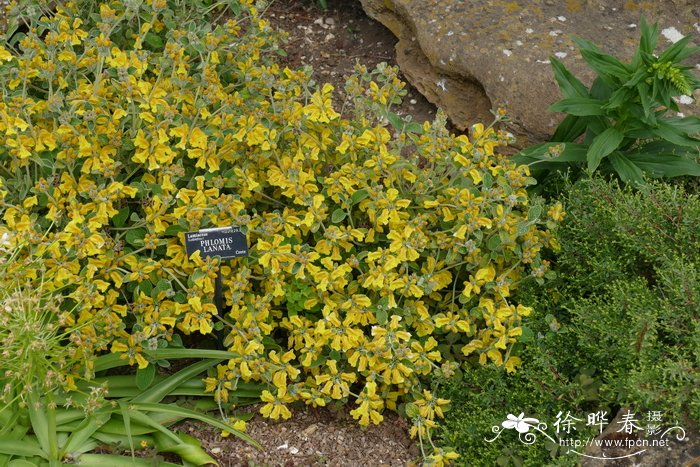 绵毛糙苏Phlomis lanata