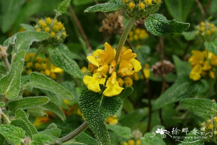 长叶糙苏Phlomis longifolia