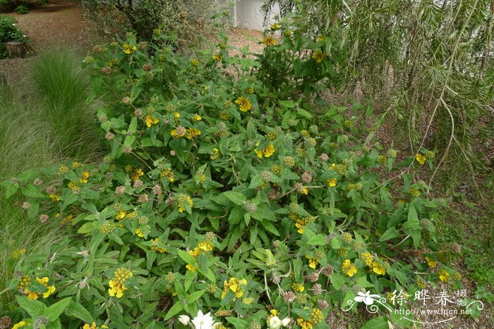 长叶糙苏Phlomis longifolia