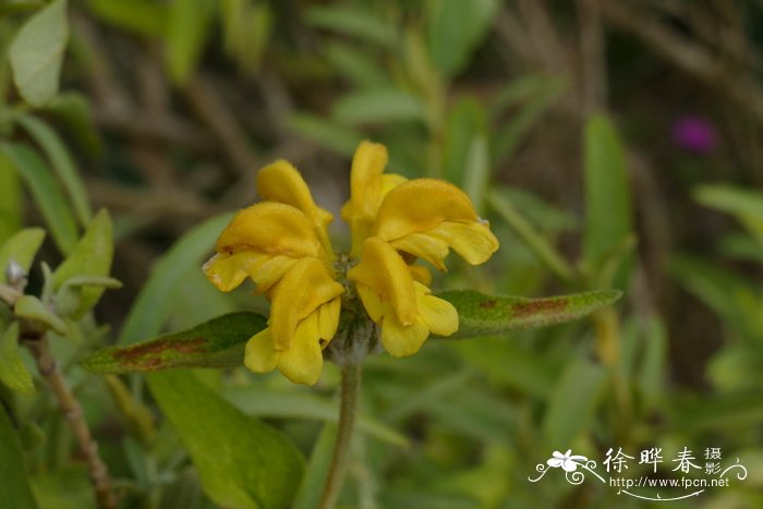 利西亚糙苏Phlomis lycia