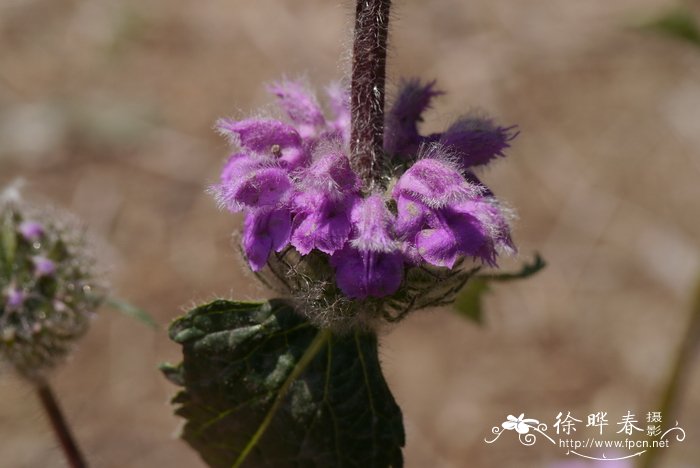 串铃草Phlomis mongolica