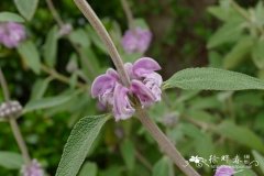 紫花糙苏Phlomis purpurea