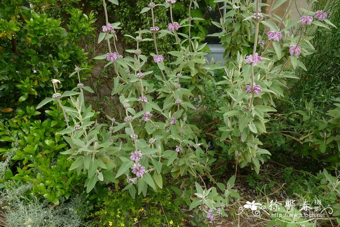 紫花糙苏Phlomis purpurea