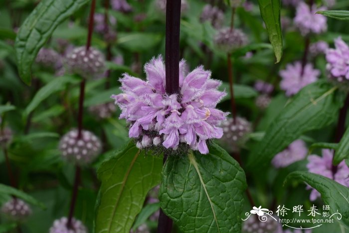 ‘亚马逊’块根糙苏 Phlomis tuberosa ‘Amazone’