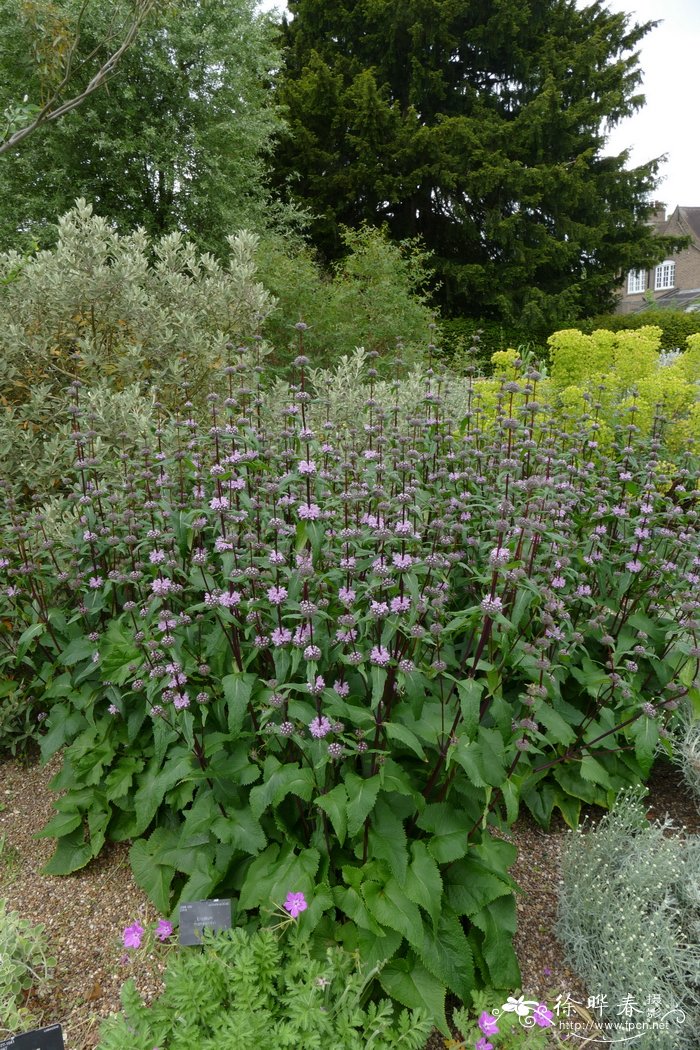 ‘亚马逊’块根糙苏 Phlomis tuberosa ‘Amazone’