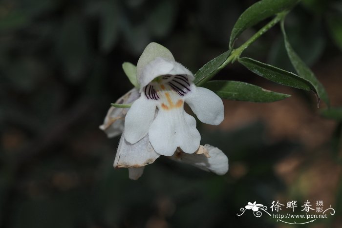 黑纹木薄荷Prostanthera striatiflora