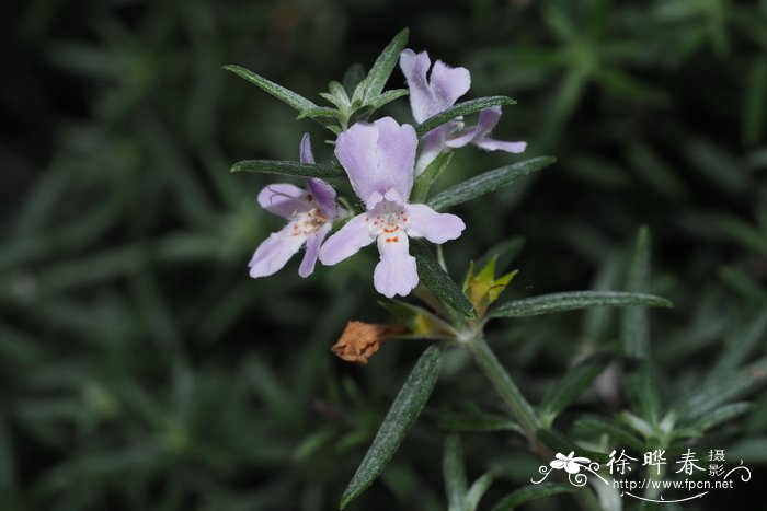 长叶迷南苏Westringia longifolia