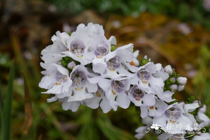 楔叶木薄荷Prostanthera cuneata