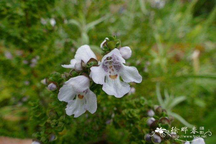 楔叶木薄荷Prostanthera cuneata