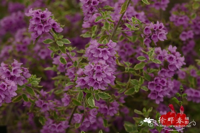 ‘花叶’椭圆叶木薄荷Prostanthera ovalifolia 'Variegata'