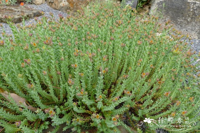 亚洲香科科Teucrium asiaticum