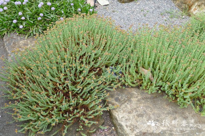 亚洲香科科Teucrium asiaticum