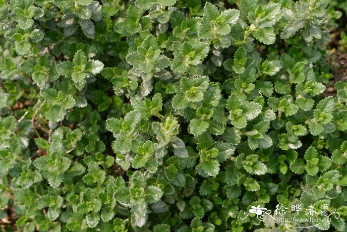 粉花香科科Teucrium chamaedrys