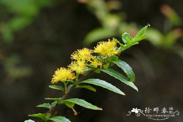 披针叶金柞Azara lanceolata