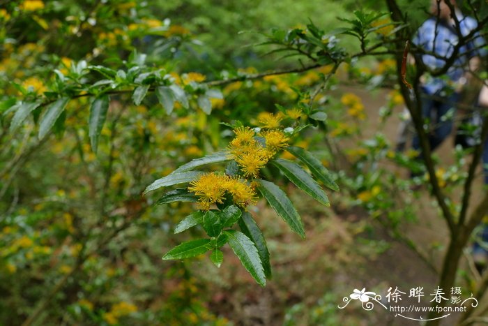 披针叶金柞Azara lanceolata