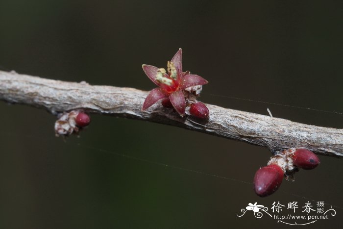 东方闭花木Cleistanthus concinnus