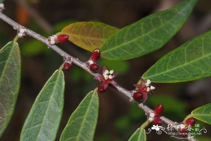 东方闭花木Cleistanthus concinnus