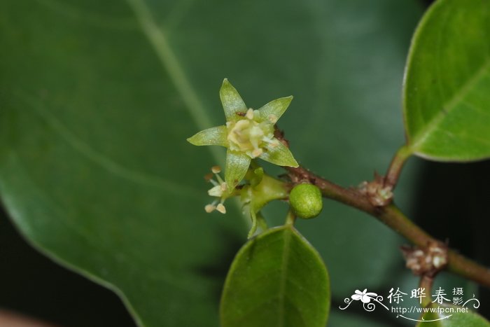 馒头果Cleistanthus tonkinensis