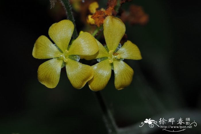 三宝木Trigonostemon chinensis