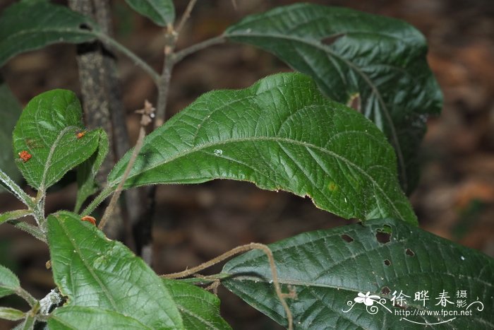 三宝木Trigonostemon chinensis