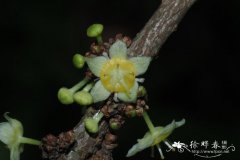 喜光花Actephila merrilliana