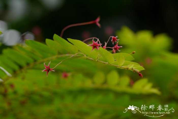 海南叶下珠Phyllanthus hainanensis