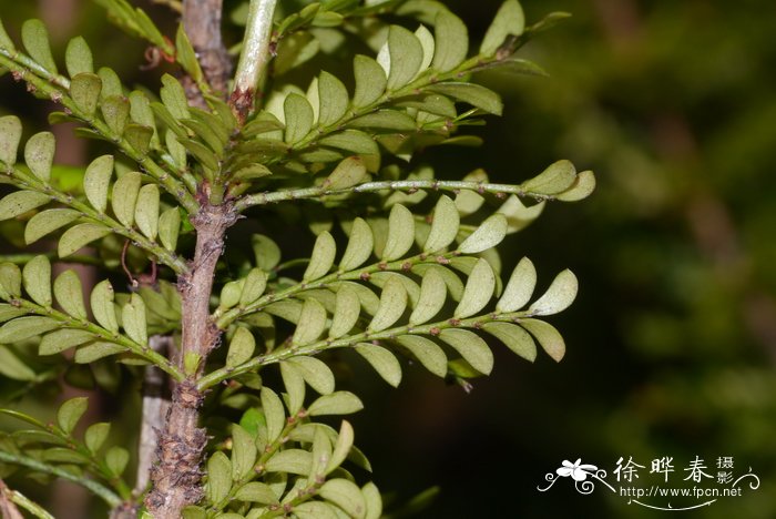 单花水油甘Phyllanthus nanellus