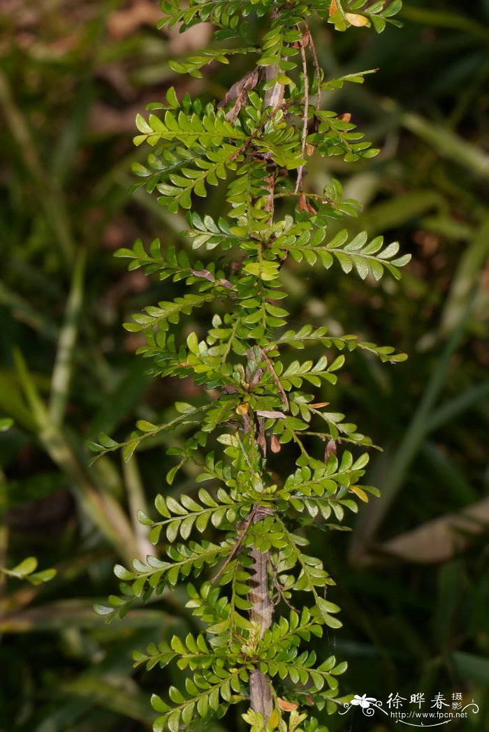 单花水油甘Phyllanthus nanellus