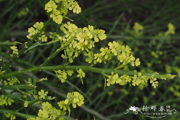 Carmichaelia arborea