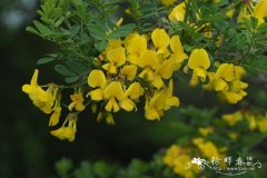 蝎子旃那Coronilla emerus