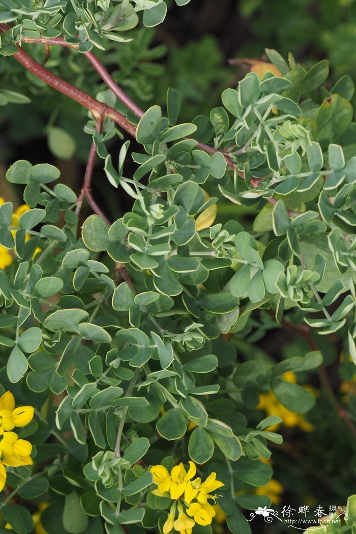 蝎子旃那Coronilla emerus