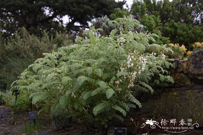 东亚黄芪Astragalus lusitanicus subsp. orientalis