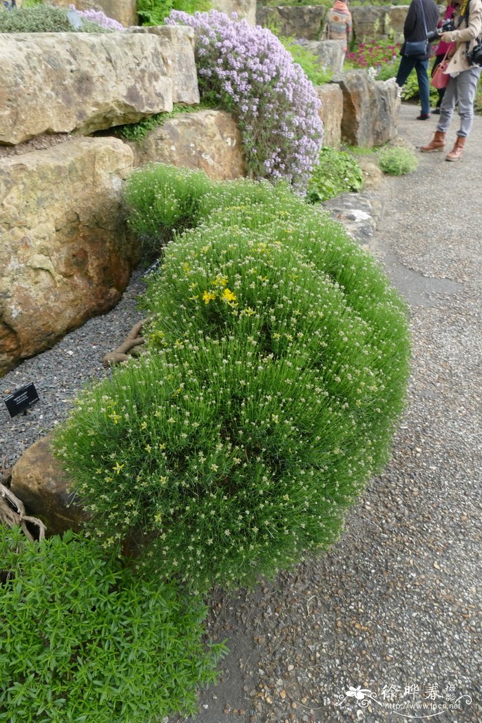 辐枝染料木Genista radiata