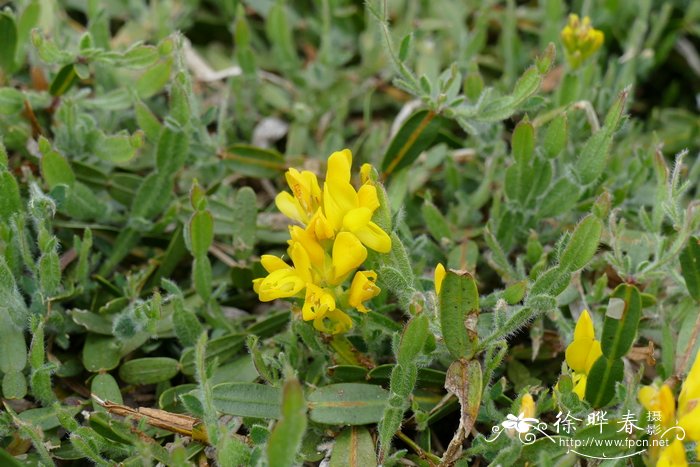 '矮小'箭叶染料木Genista sagittalis 'Minor'