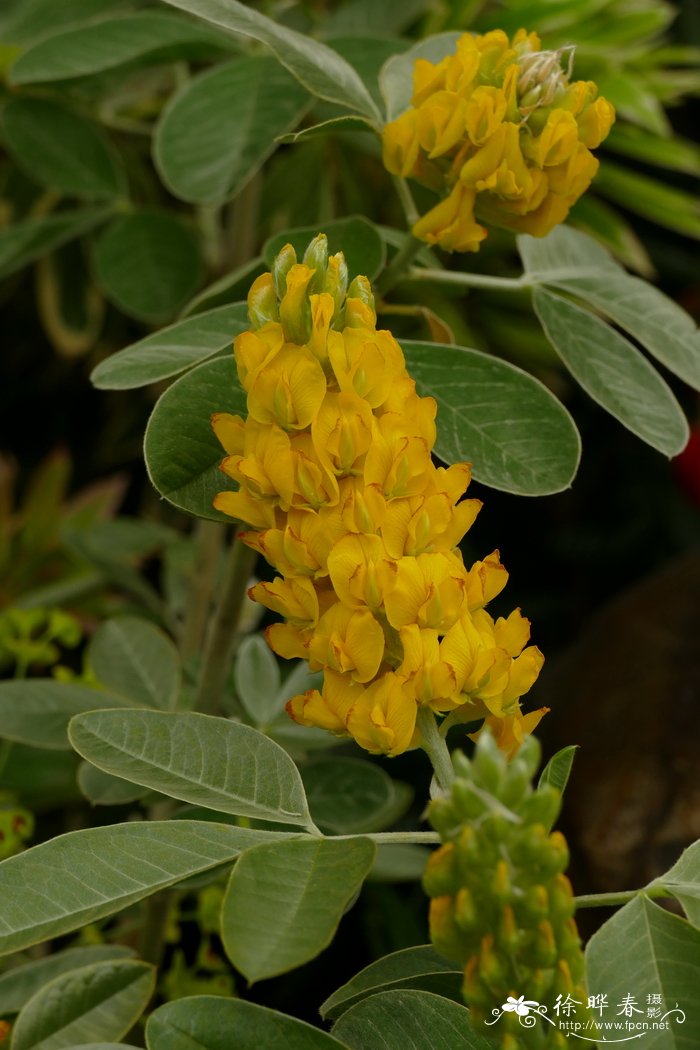 阿特拉斯金雀Argyrocytisus battandieri