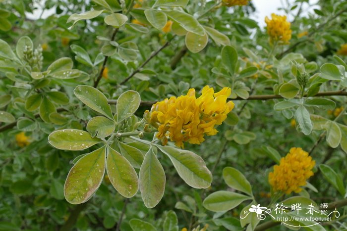 阿特拉斯金雀Argyrocytisus battandieri